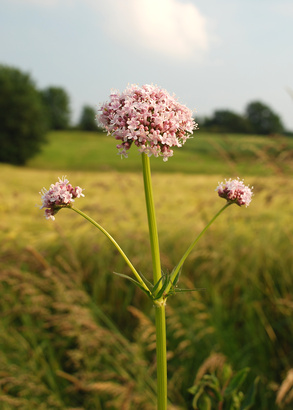 Valeriana officinalis, Baldrianpflanze auf einem Feld