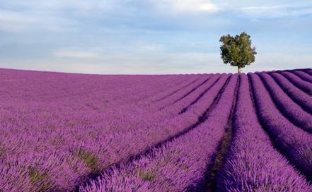Lavendelfeld in der Haute Provenve