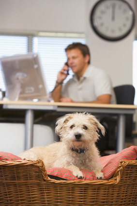 Hund in einem Büro