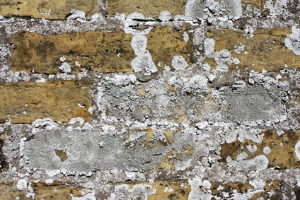 Backsteinwand mit Schimmel © ogressie - Fotolia.com