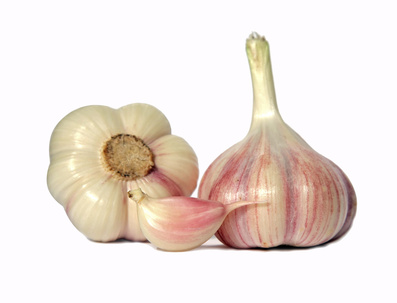 Knochlauchknollen