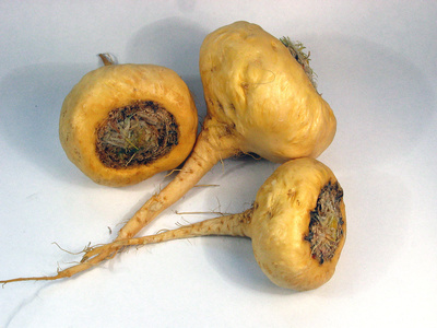 Maca-Wurzel