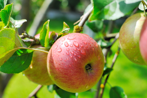 Saison Obst und Gemüse