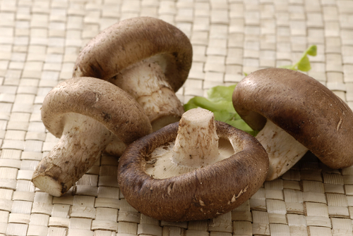 Dem asiatischen Shiitake-Pilz werden besonders viele heilende Eigenschaften zugeschrieben